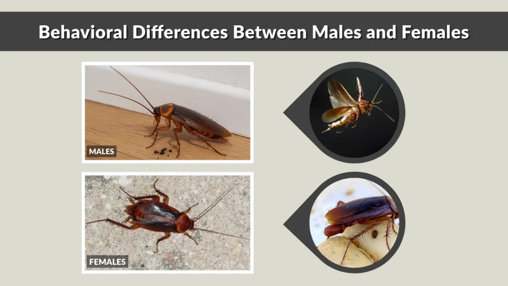 Behavioral Differences Between Males and Females