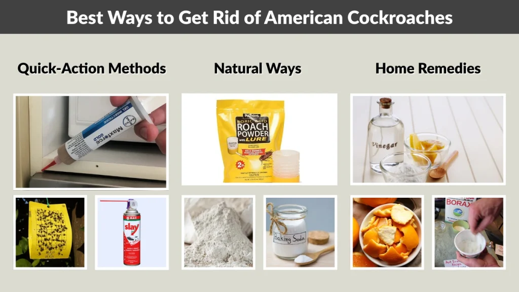 Best Ways to Get Rid of American Cockroaches