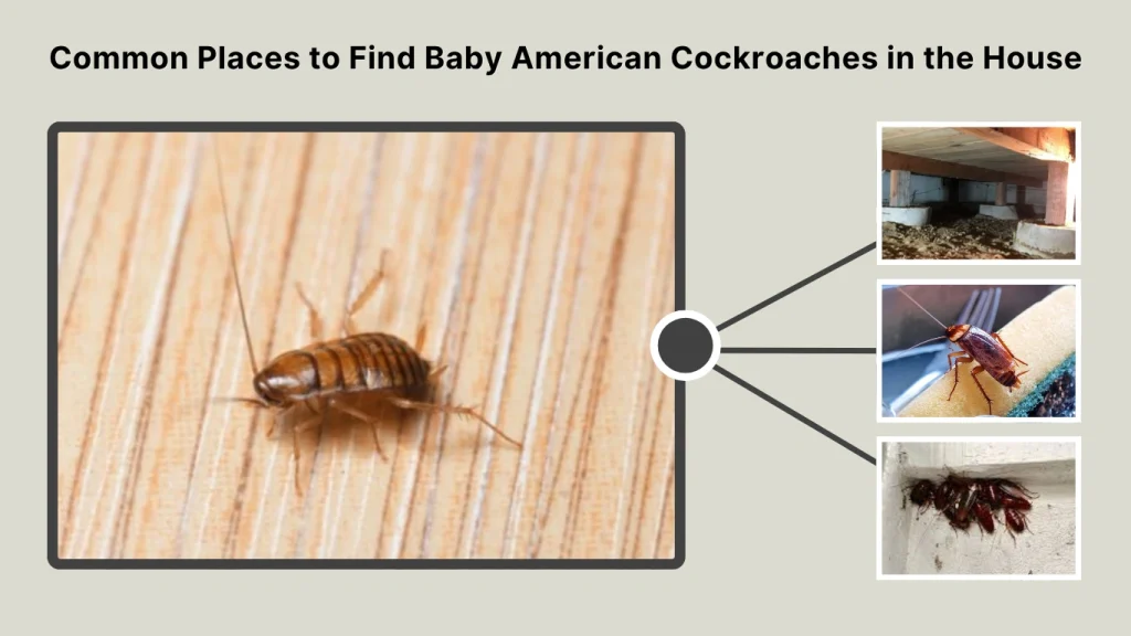 Common Places to Find Baby American Cockroaches in the House