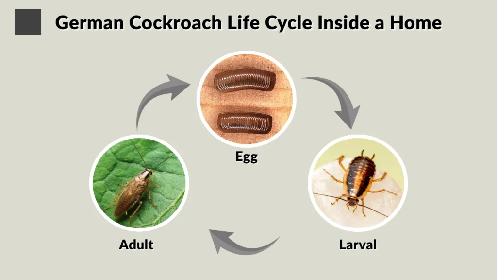 German Cockroach Life Cycle Inside a Home