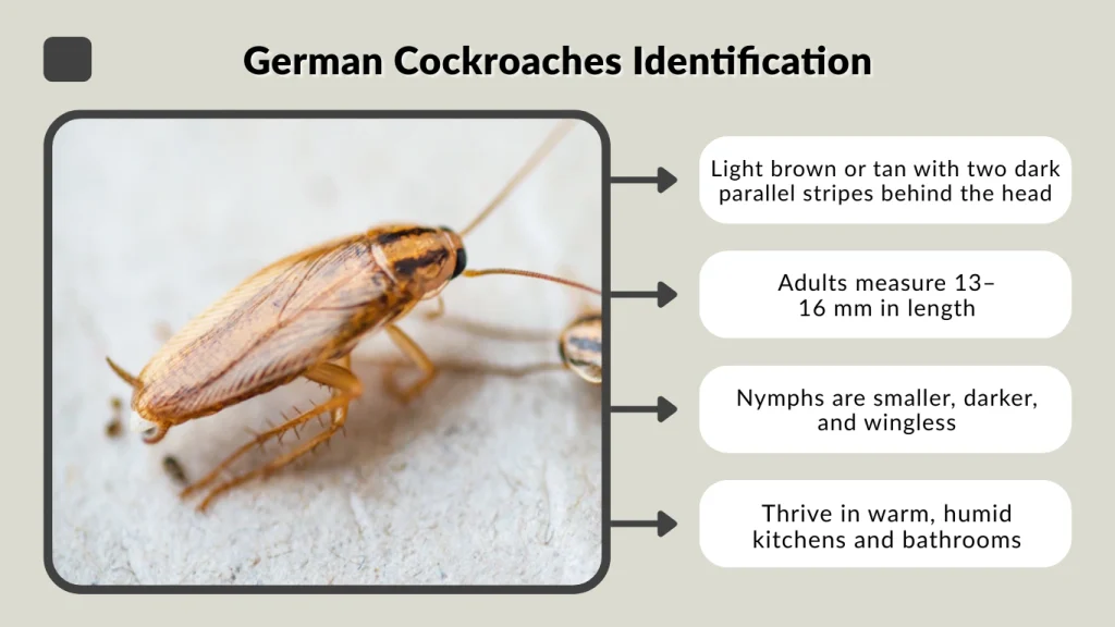 German Cockroaches Identification