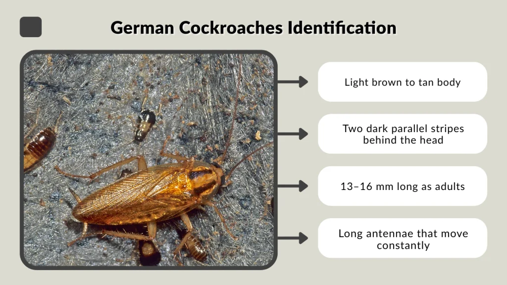 German Cockroaches Identification