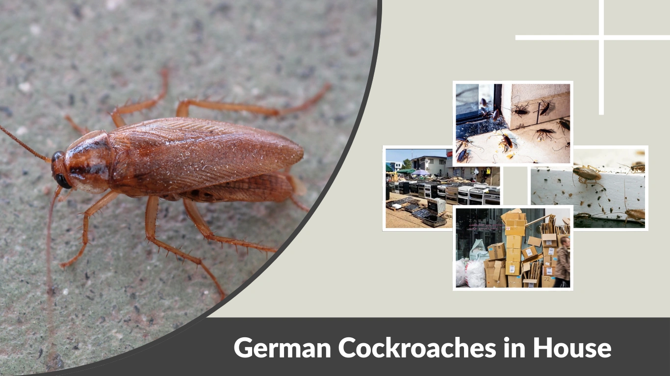 German Cockroaches in House Causes, Signs & What You Should Do