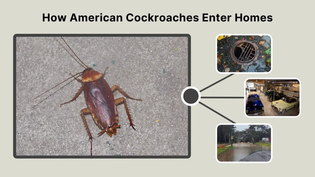 How American Cockroaches Enter Homes