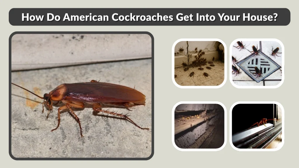 How Do American Cockroaches Get Into Your House