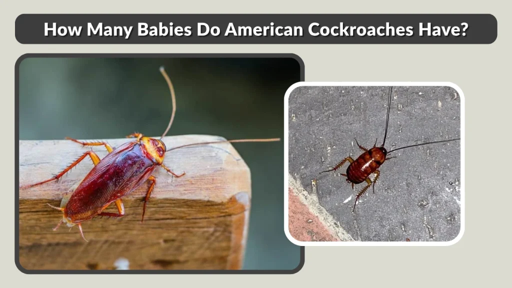 How Many Babies Do American Cockroaches Have