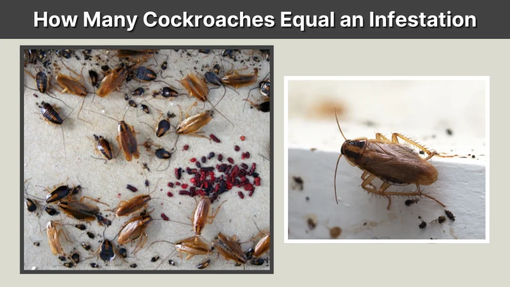 How Many Cockroaches Equal an Infestation