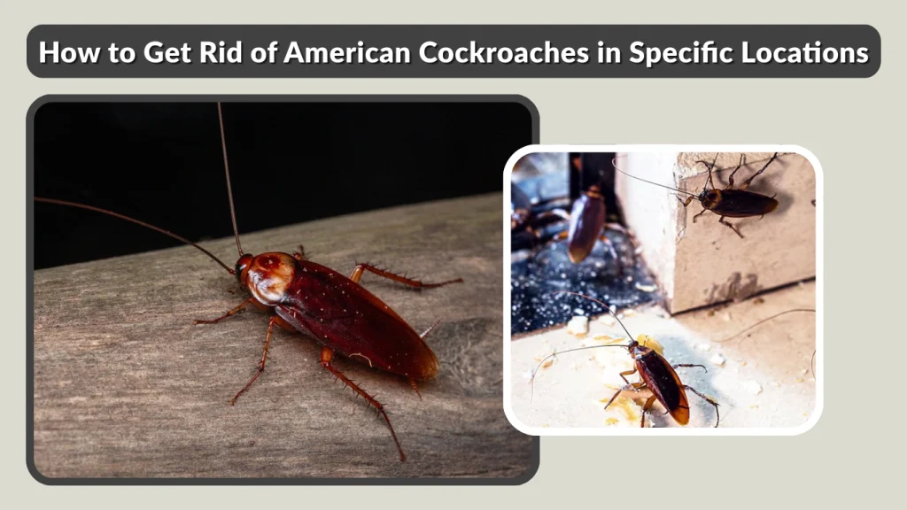 How to Get Rid of American Cockroaches in Specific Locations