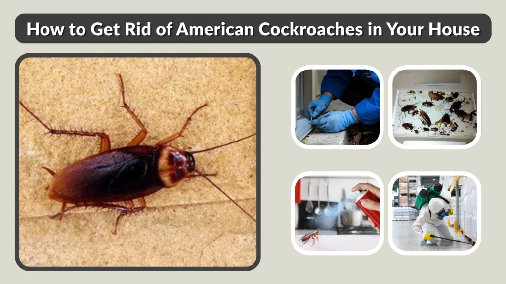 How to Get Rid of American Cockroaches in Your House
