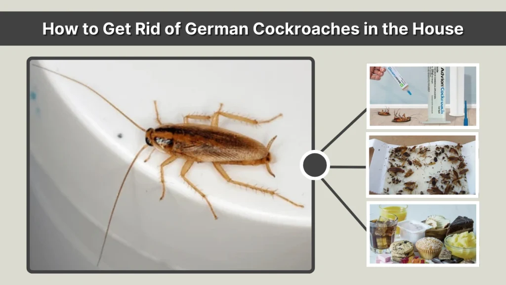 How to Get Rid of German Cockroaches in the House