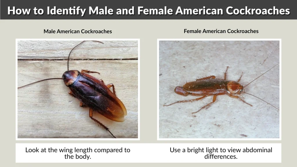 How to Identify Male and Female American Cockroaches