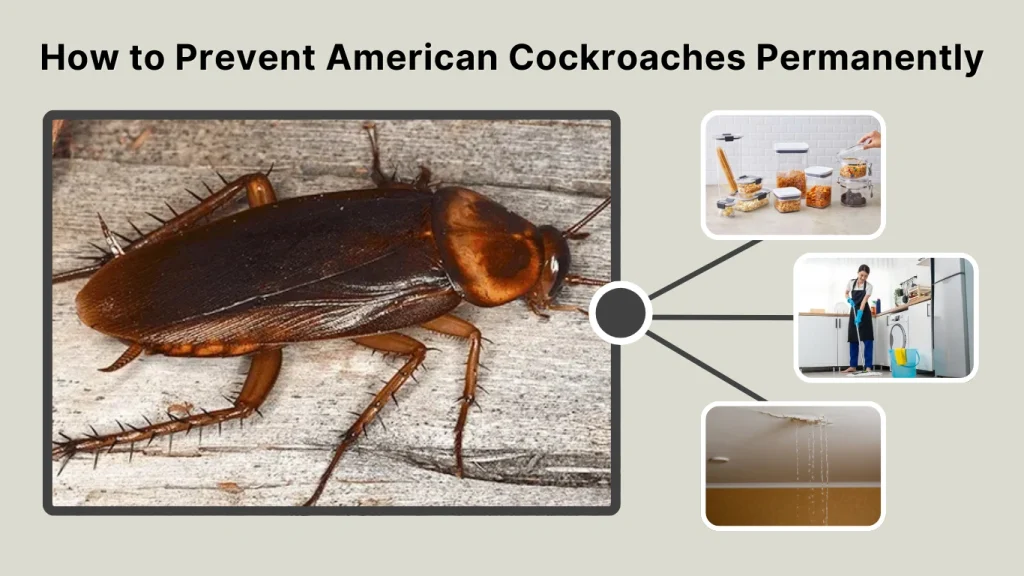 How to Prevent American Cockroaches Permanently