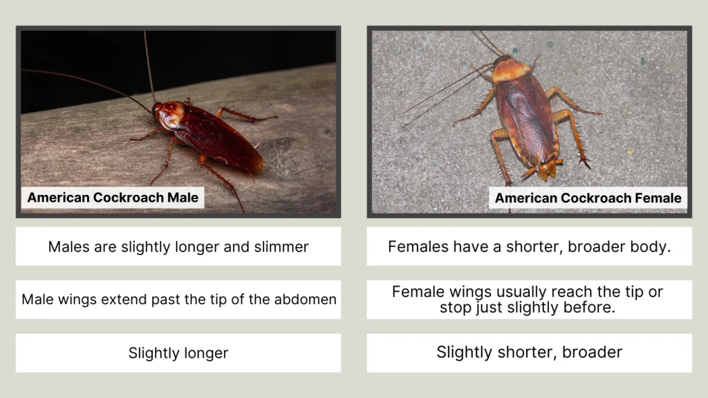 Key Differences Between Male and Female American Cockroaches