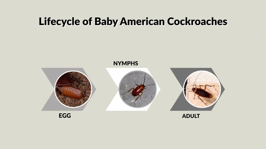 Lifecycle of Baby American Cockroaches