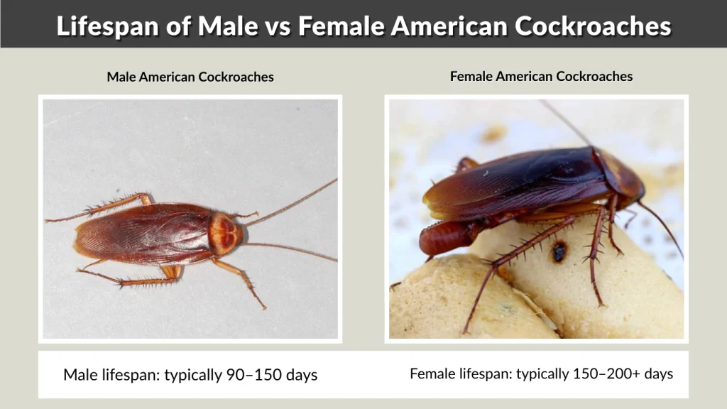 Lifespan of Male vs Female American Cockroaches