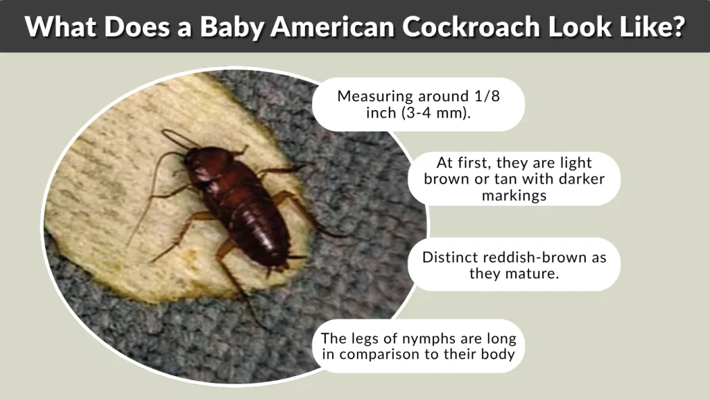 What Does a Baby American Cockroach Look Like?