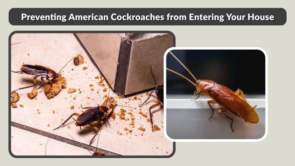 Preventing American Cockroaches from Entering Your House