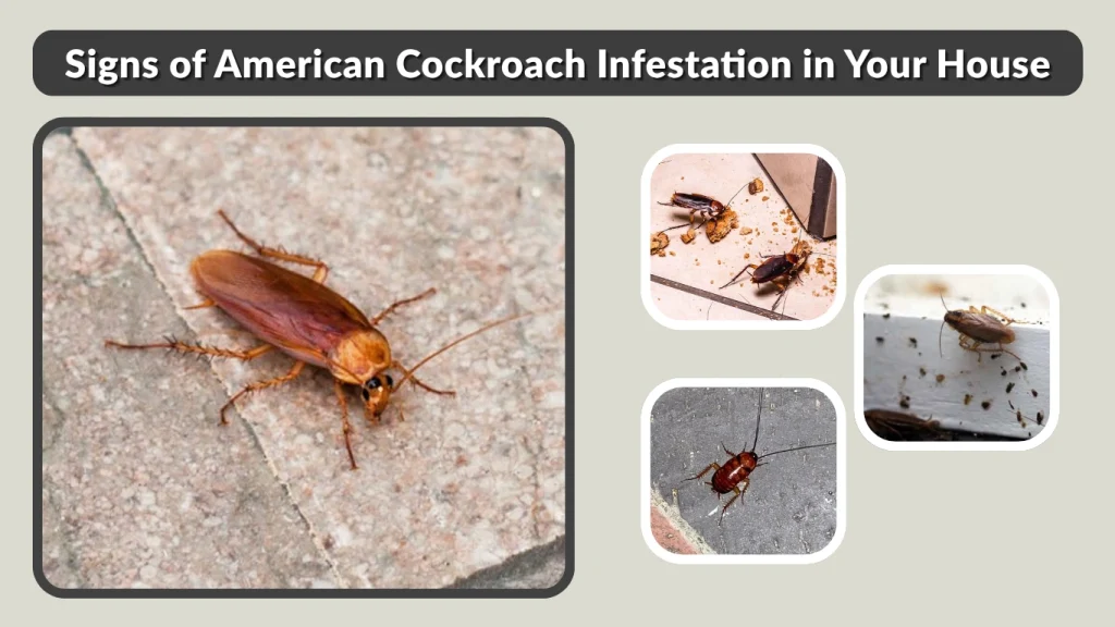 Signs of American Cockroach Infestation in Your House
