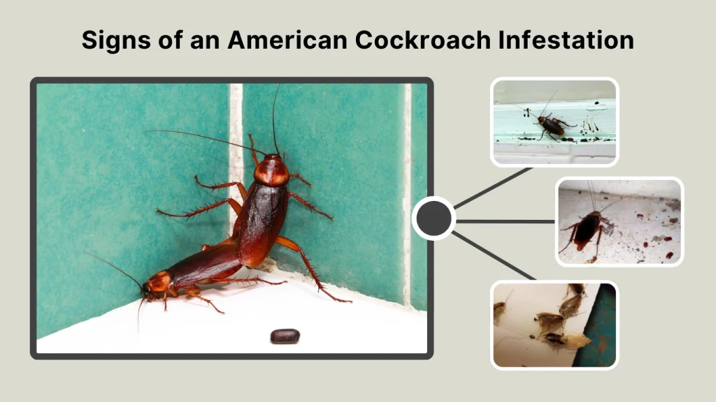 Signs of an American Cockroach Infestation