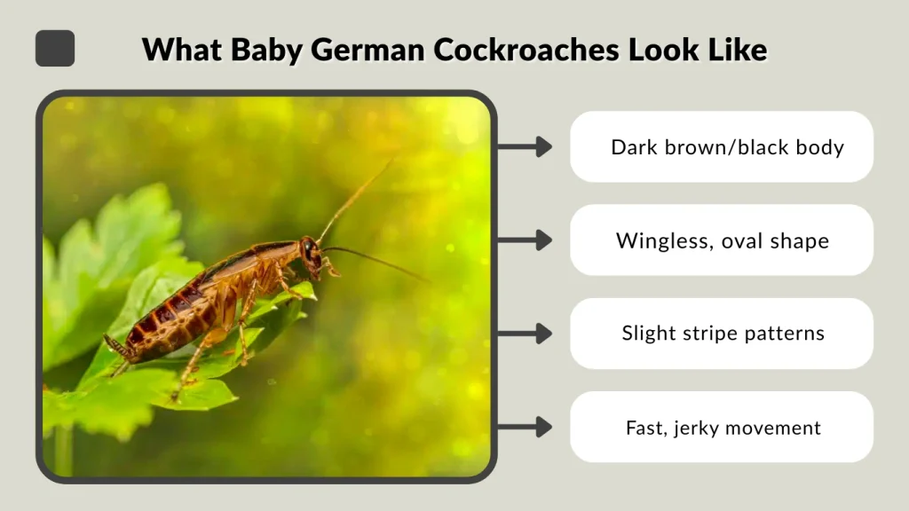 What Baby German Cockroaches Look Like