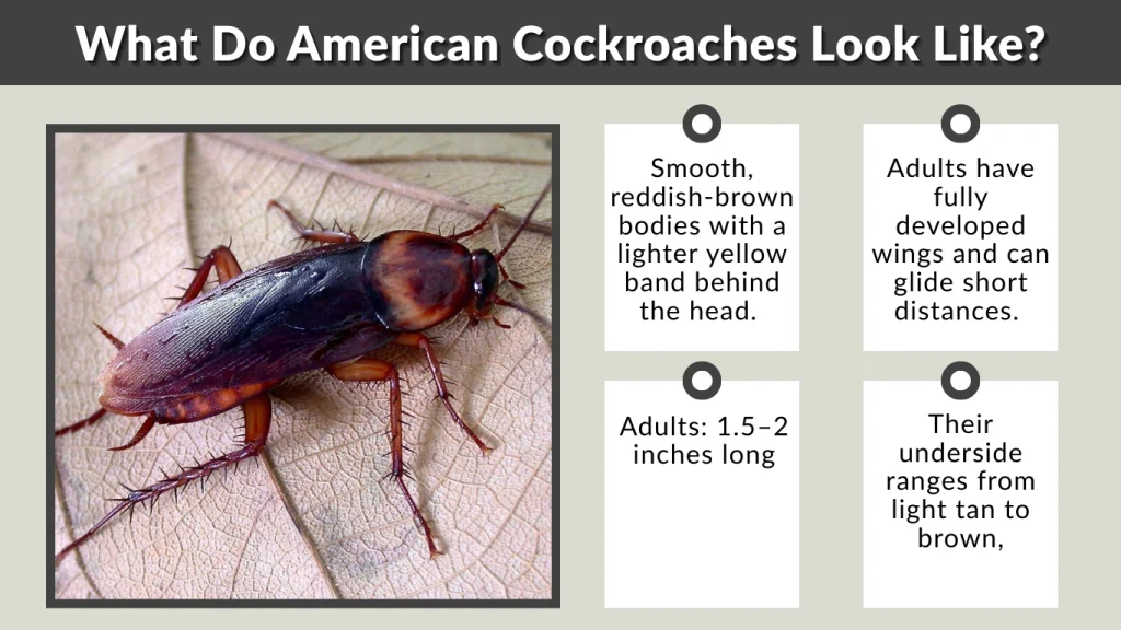 What Do American Cockroaches Look Like