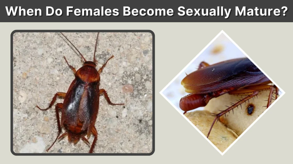 When Do Females Become Sexually Mature