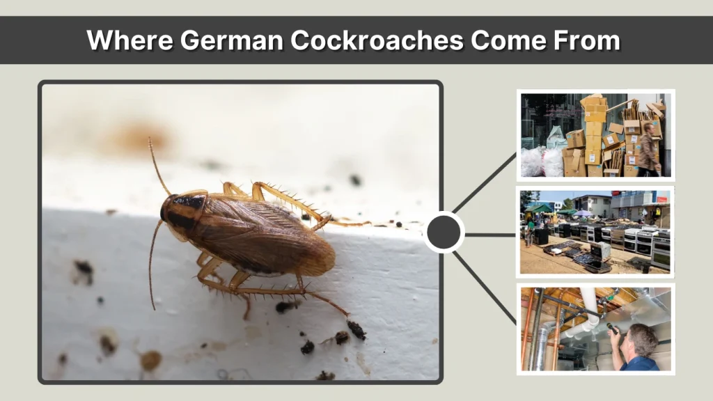 Where German Cockroaches Come From