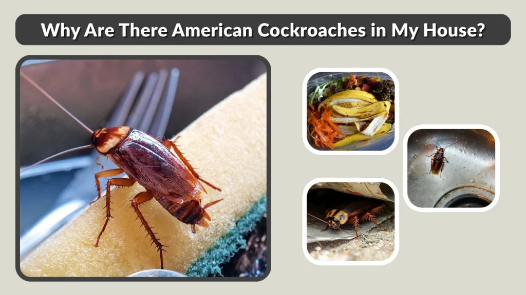 Why Are There American Cockroaches in My House
