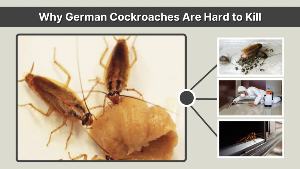 Why German Cockroaches Are Hard to Kill