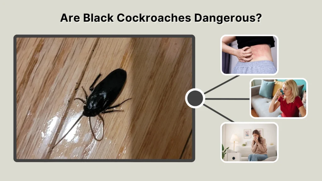 Are Black Cockroaches Dangerous