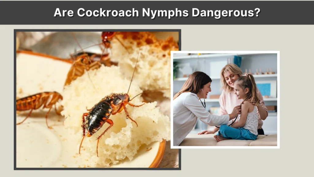 Are Cockroach Nymphs Dangerous