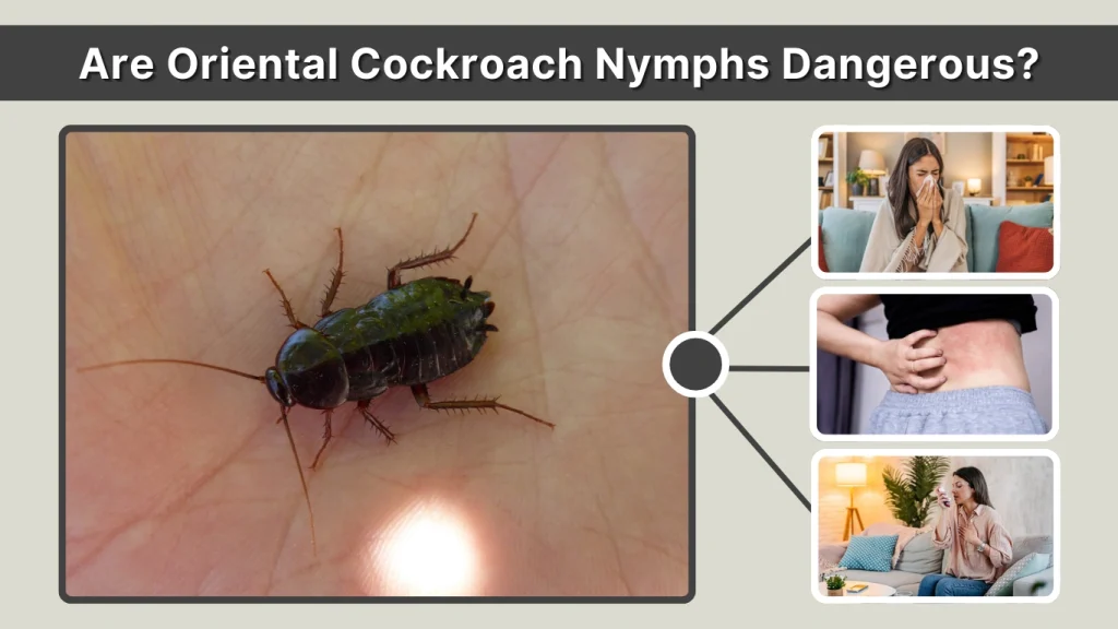 Are Oriental Cockroach Nymphs Dangerous