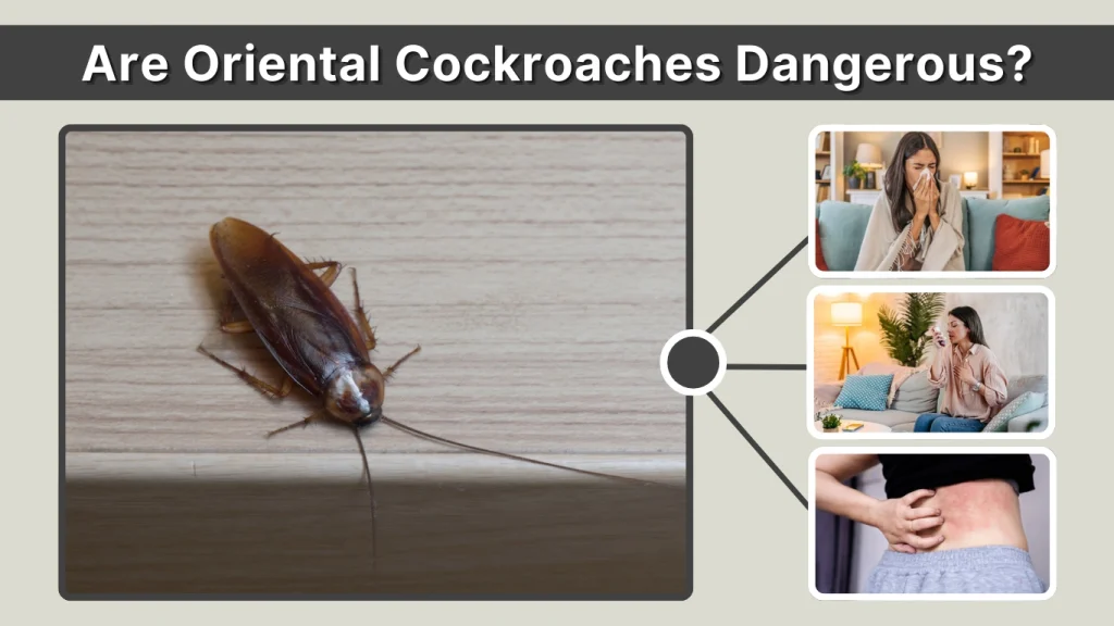 Are Oriental Cockroaches Dangerous