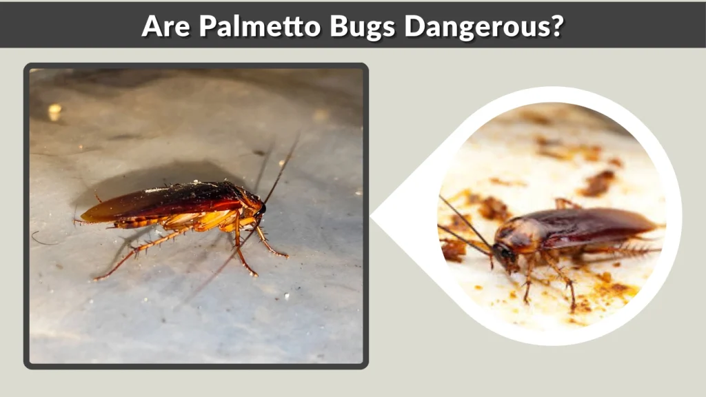 Are Palmetto Bugs Dangerous
