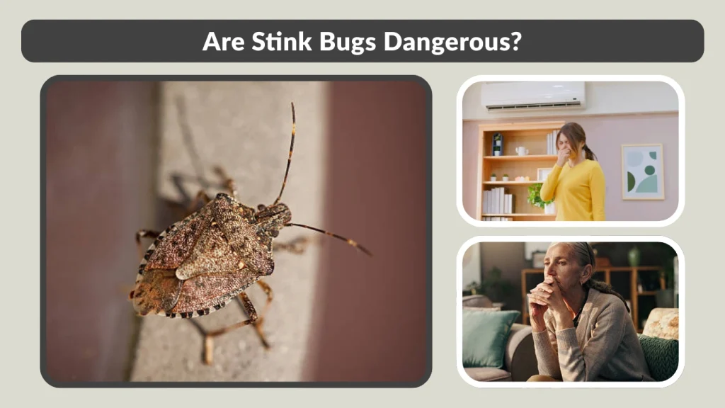 Are Stink Bugs Dangerous