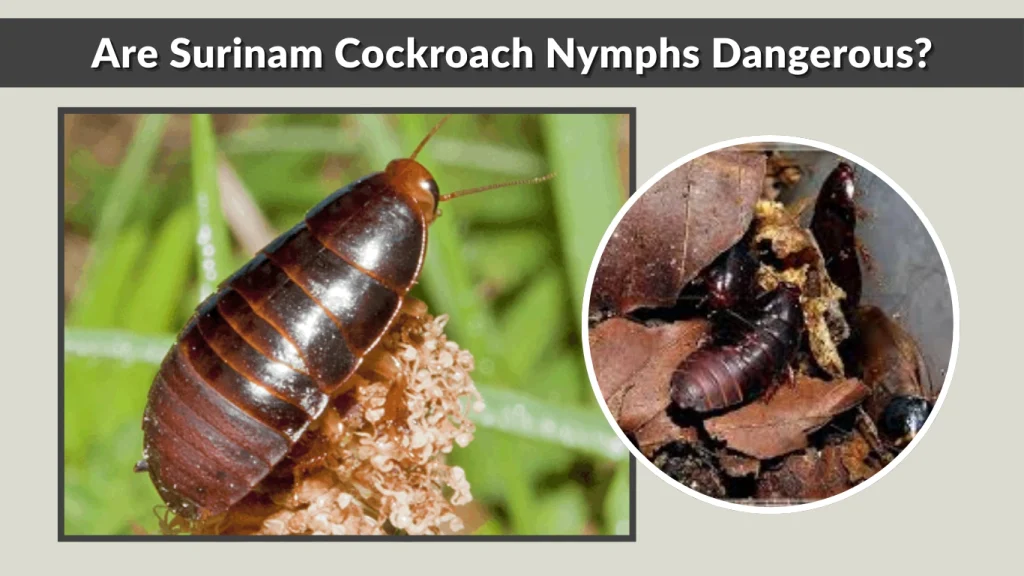 Are Surinam Cockroach Nymphs Dangerous