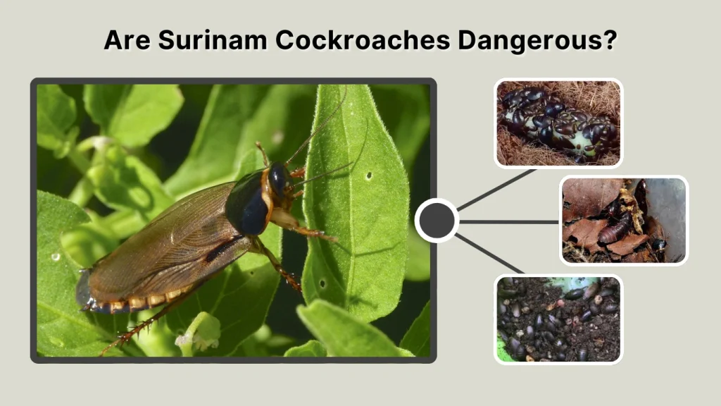 Are Surinam Cockroaches Dangerous