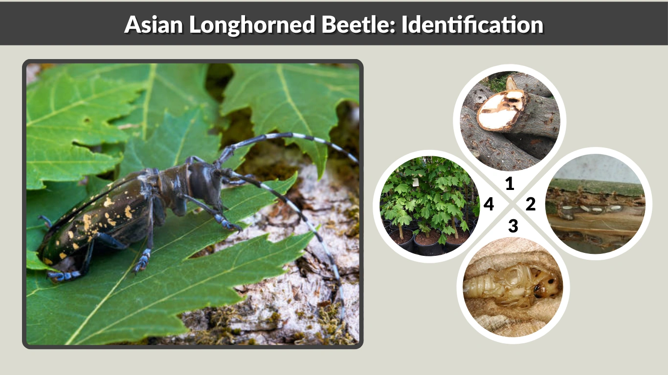 Asian Longhorned Beetle Identification, Damage & Control Guide