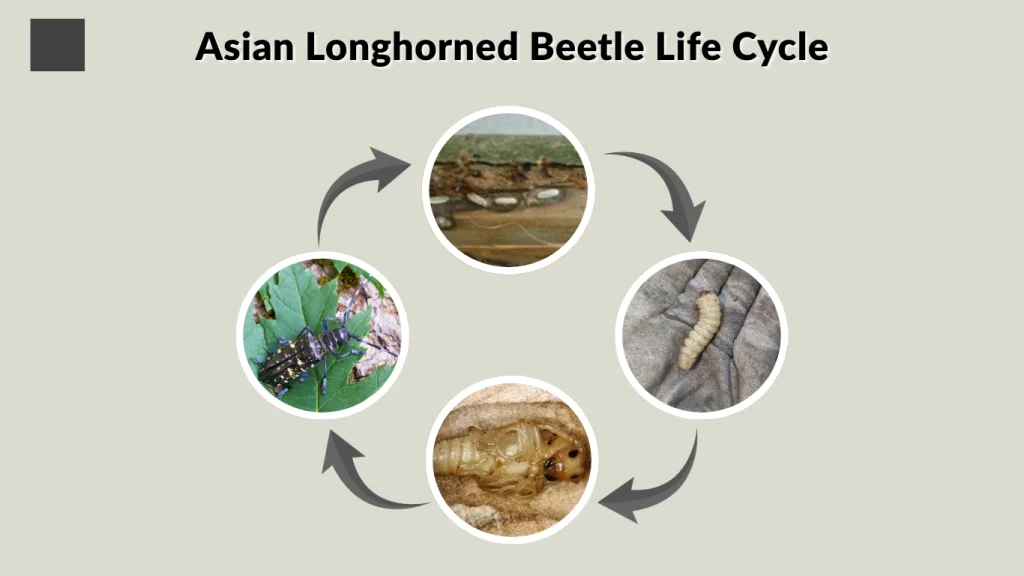 Asian Longhorned Beetle Life Cycle