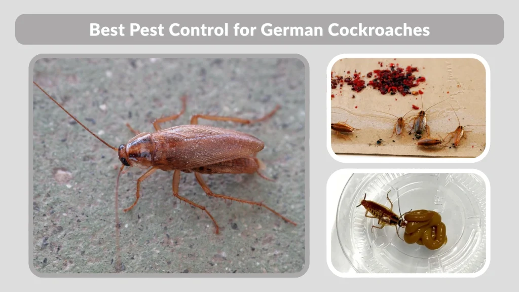 Best Pest Control for German Cockroaches