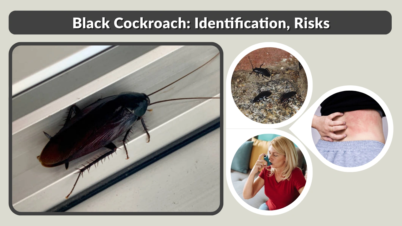 Black Cockroach Identification, Risks, and How to Get Rid of It