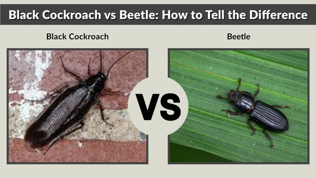 Black Cockroach vs Beetle How to Tell the Difference