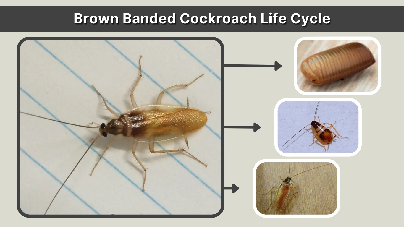 Brown Banded Cockroach Life Cycle Stages, Timeline & Reproduction
