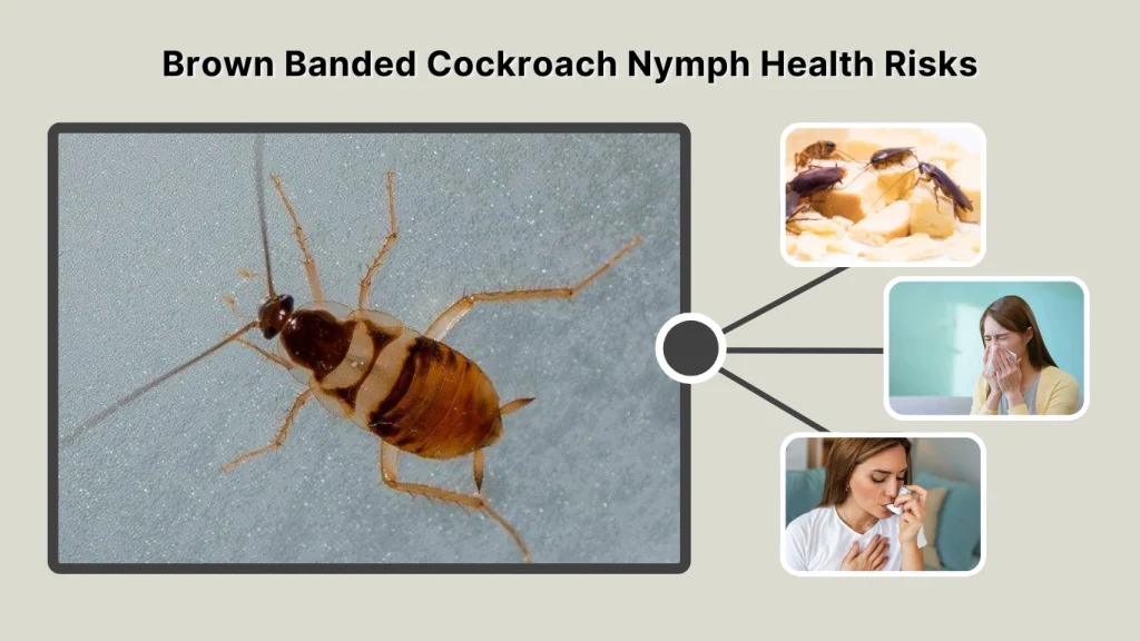 Brown Banded Cockroach Nymph Health Risks
