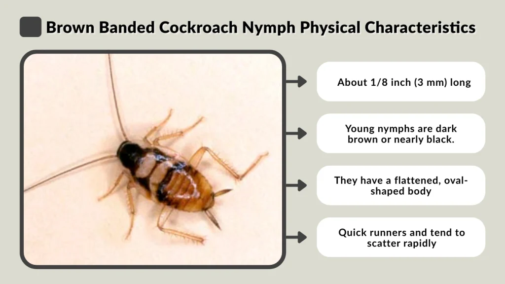 Brown Banded Cockroach Nymph Physical Characteristics
