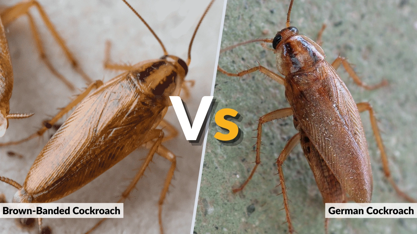 Brown-Banded Cockroach vs German Cockroach Key Differences 