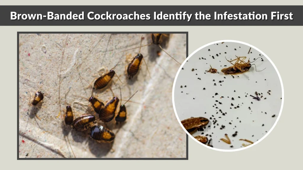 Brown-Banded Cockroaches Identify the Infestation First