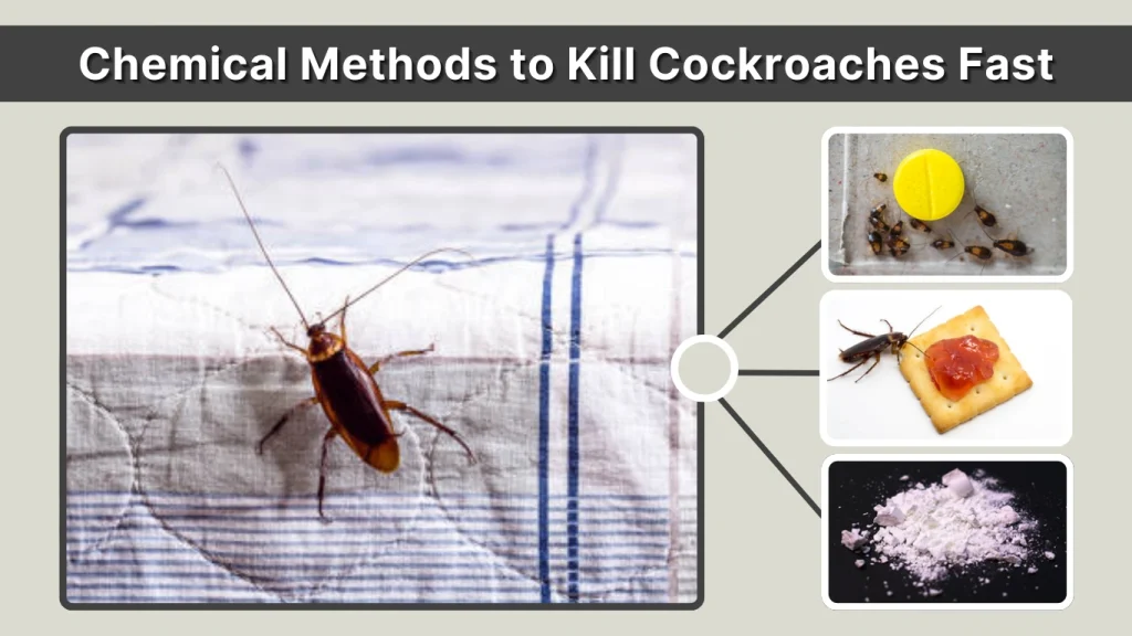 Chemical Methods to Kill Cockroaches Fast