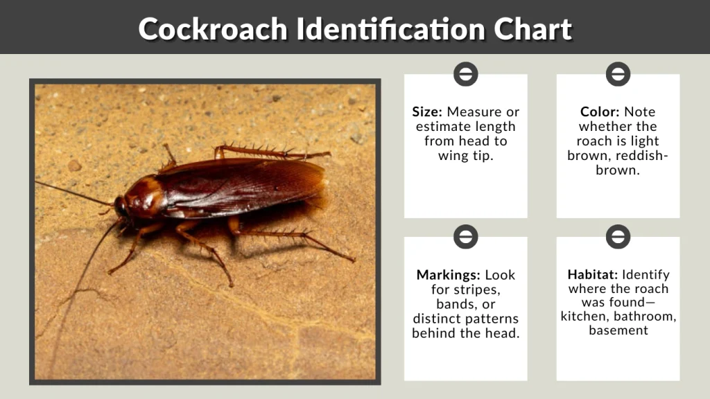 Cockroach Identification Chart (Quick Reference Guide)