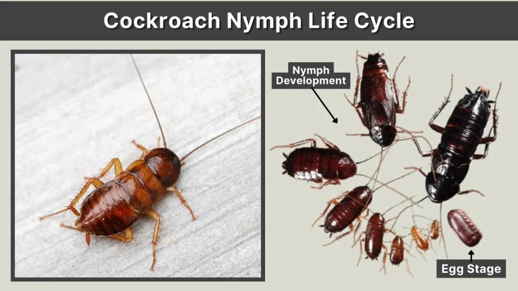 Cockroach Nymph Life Cycle